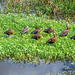 Ducks in a row by danette