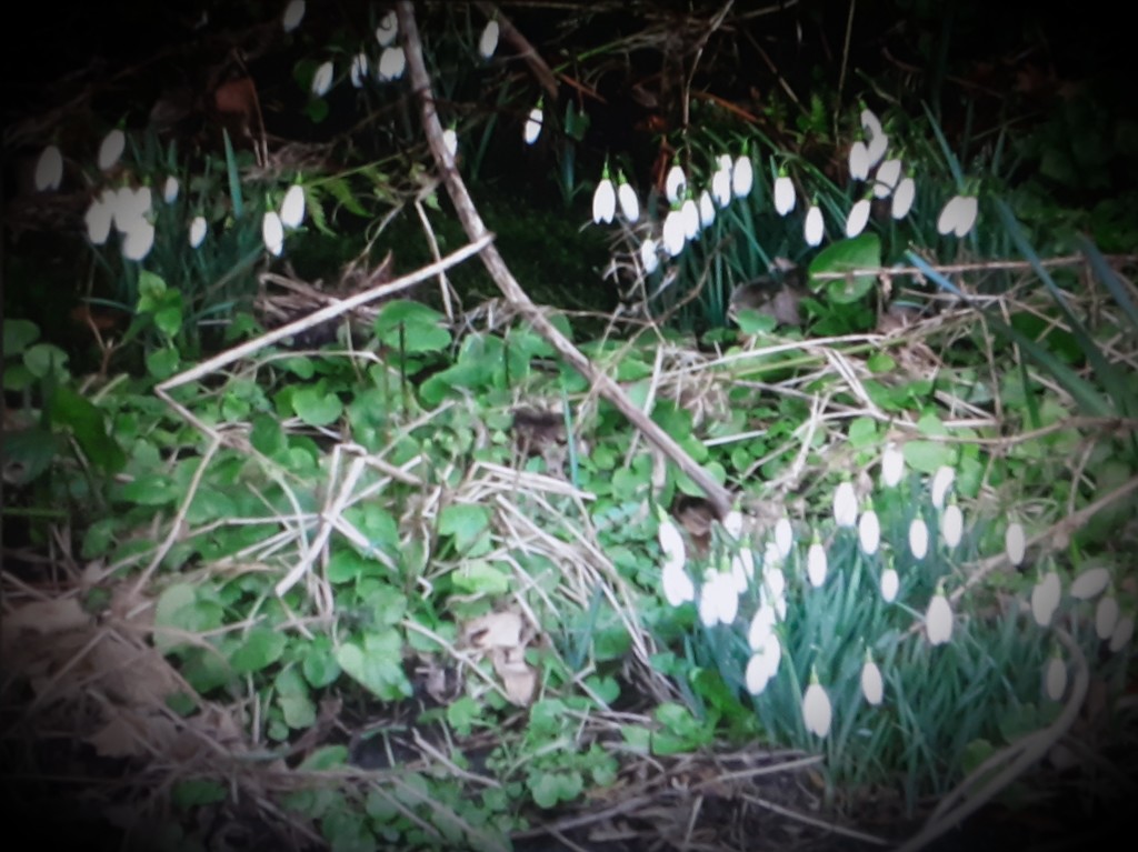 Snowdrops reappearing in the Church garden. by grace55