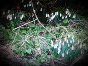 20th Feb 2021 - Snowdrops reappearing in the Church garden.