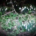 Snowdrops reappearing in the Church garden. by grace55