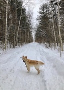 19th Feb 2021 - Trail Buddy