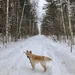 Trail Buddy by sunnygreenwood