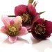 Hellebores Orientalis by jacqbb