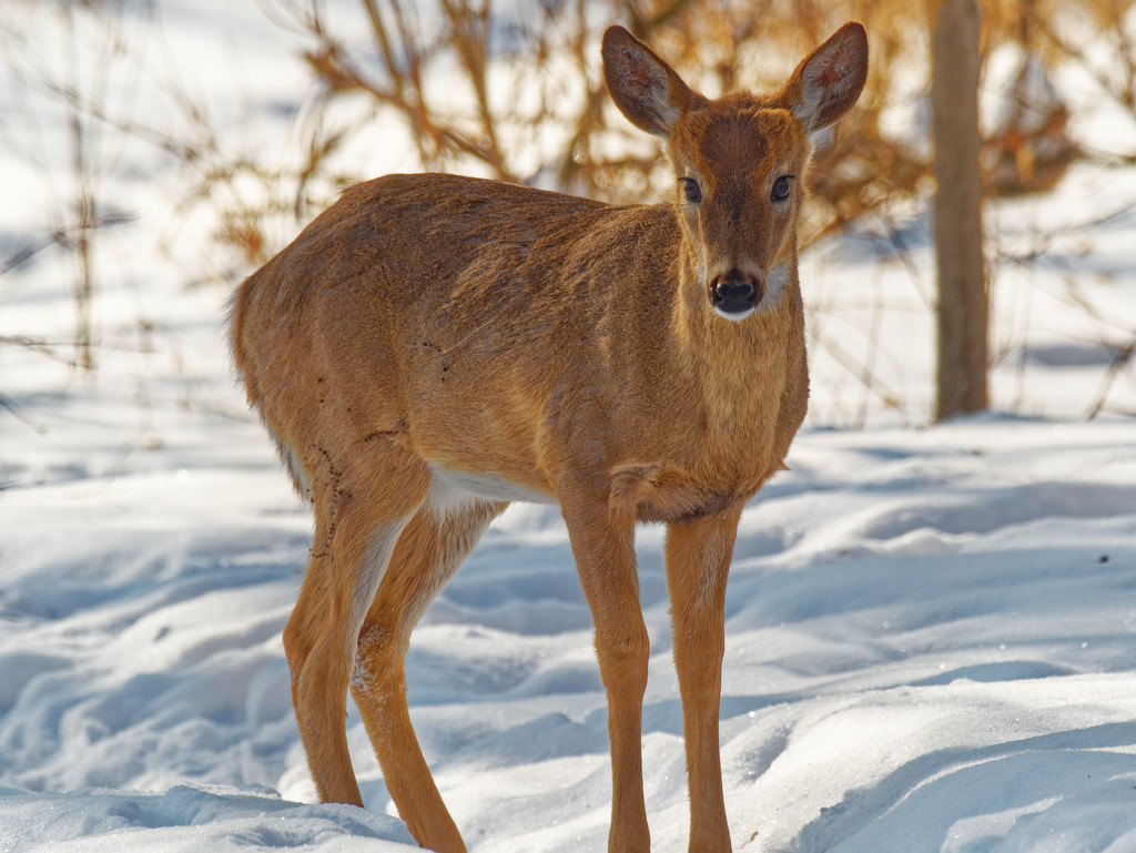 white-tail deer  by rminer