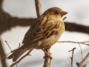 20th Feb 2021 - house sparrow 