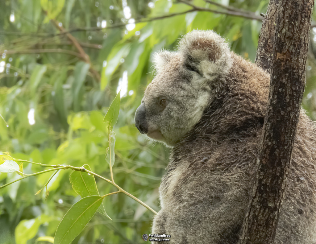 the female profile by koalagardens