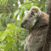 the female profile by koalagardens