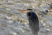 18th Feb 2021 - Blue Heron in Rippling Chilly Waters
