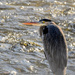 Blue Heron in Rippling Chilly Waters by kareenking