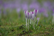 20th Feb 2021 - Crocus time