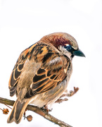 20th Feb 2021 - sparrow