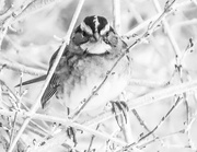 20th Feb 2021 - Portrait of a White-Throated Sparrow