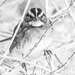 Portrait of a White-Throated Sparrow by mzzhope