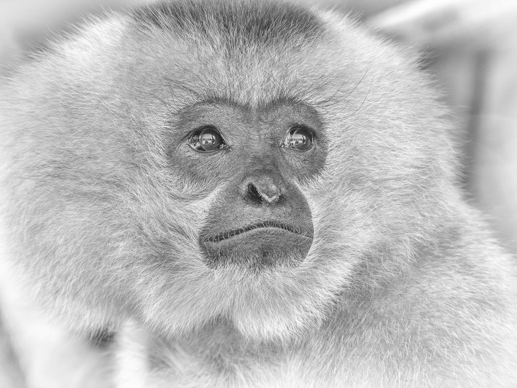 Gibbon by haskar