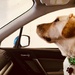 2-20-21 curious co-pilot in the car wash by bkp
