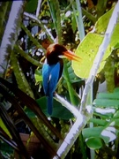 20th Feb 2021 - Thai Kingfisher