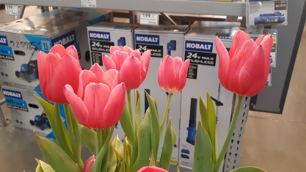 Tulips at Lowes by julie