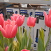 Tulips at Lowes by julie