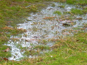 20th Feb 2021 - Puddle in Neighbor's Yard
