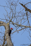 17th Feb 2021 - Pileated Woodpecker