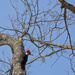 Pileated Woodpecker by lstasel