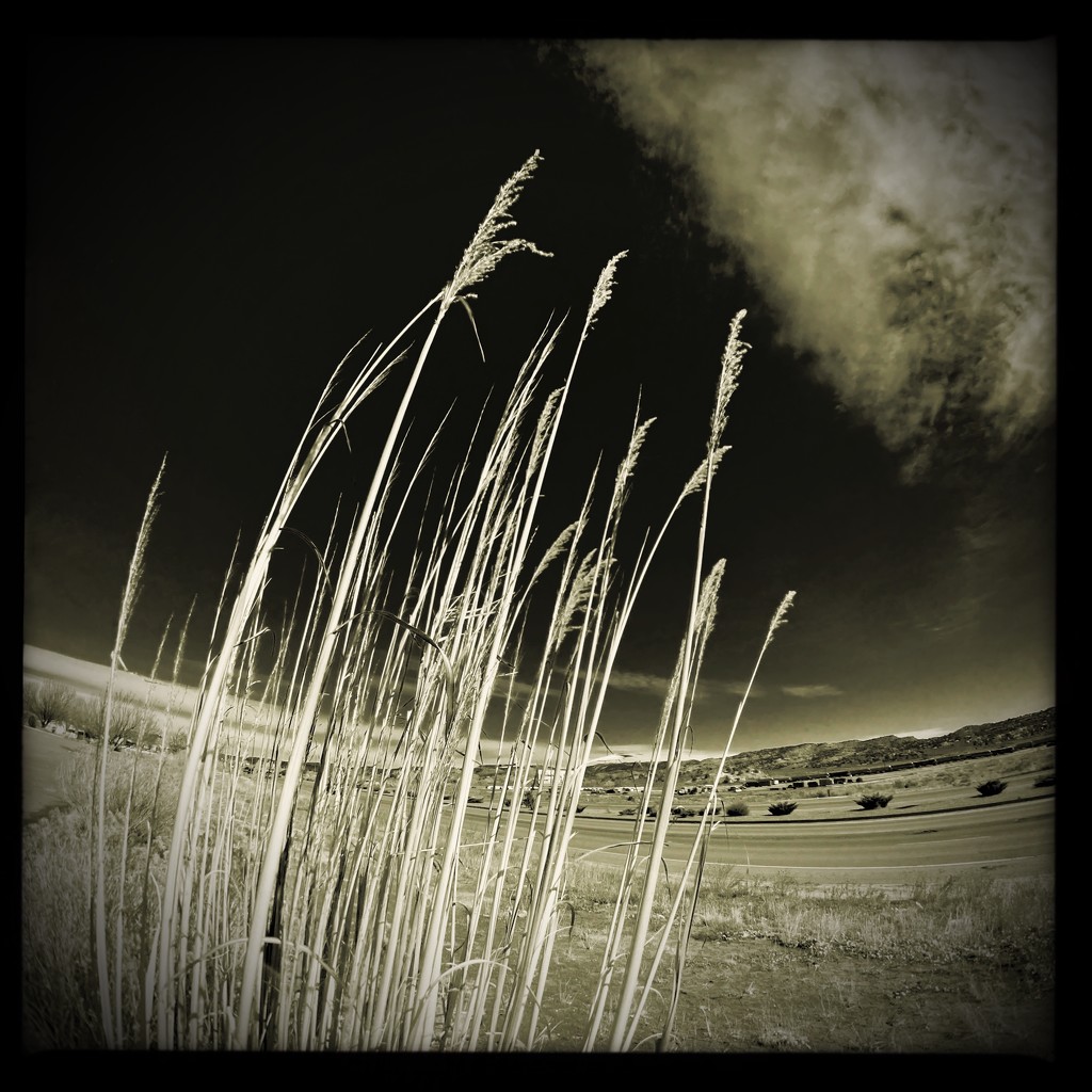 Reeds in the wind by jeffjones