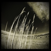 20th Feb 2021 - Reeds in the wind
