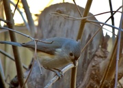 21st Feb 2021 - The Cuteness of a Tufted Titmouse