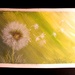 Dandelion by artsygang