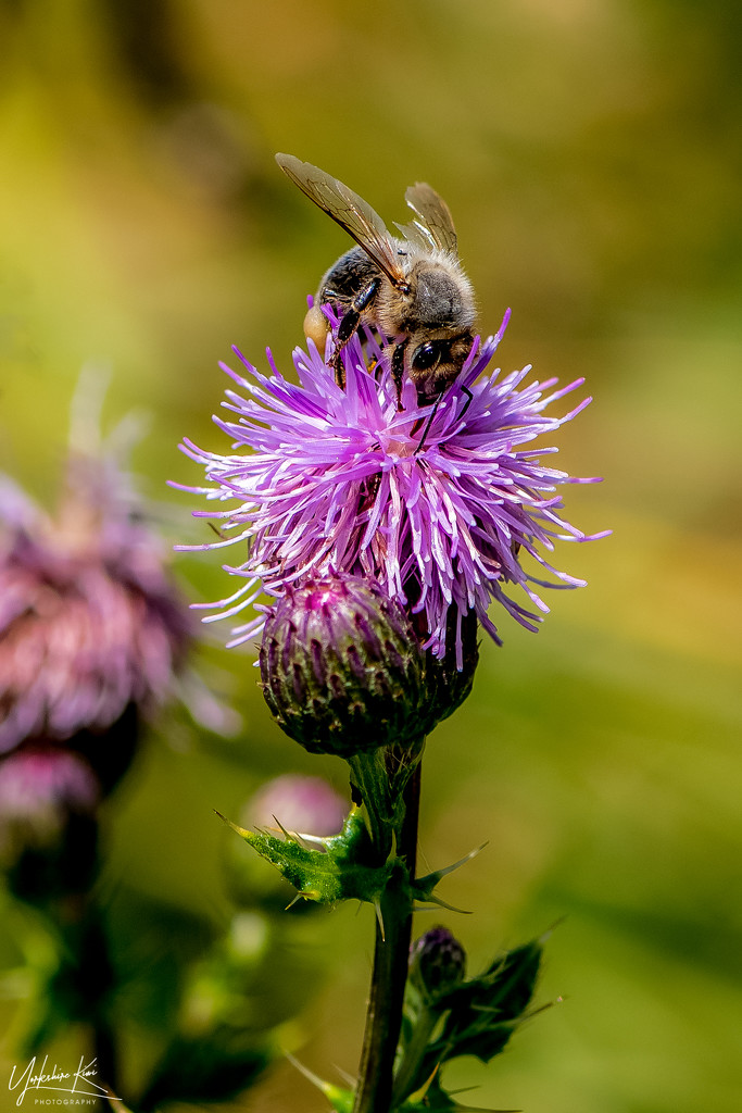 Bee on a Thistle by yorkshirekiwi