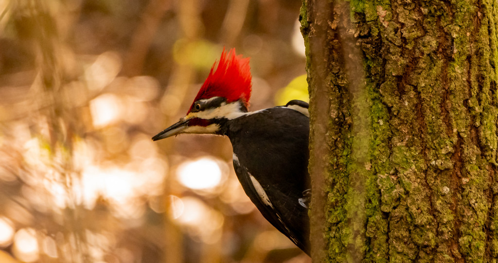 Mr Pileated Looking for More! by rickster549