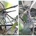 Hummingbird nest by madamelucy