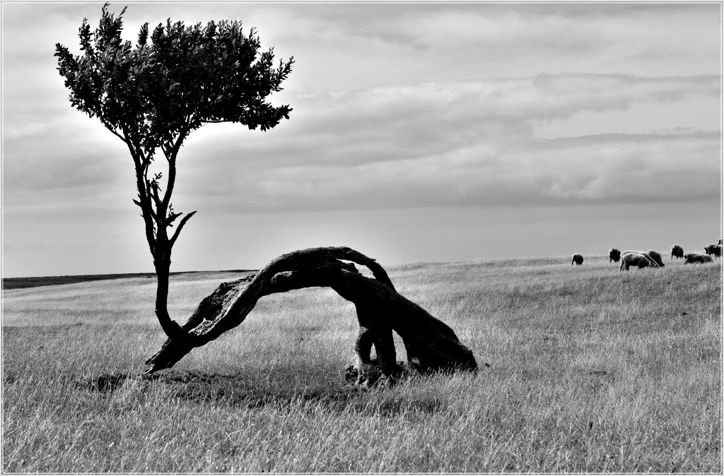 The old tree by sandradavies