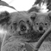 family portrait by koalagardens