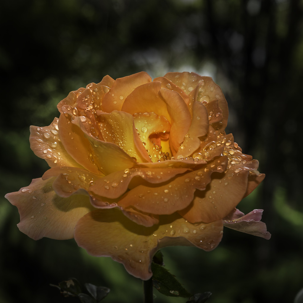 Raindrops on Roses by kipper1951