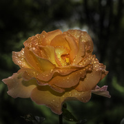 24th Jan 2021 - Raindrops on Roses