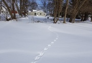 16th Feb 2021 - Critter trail