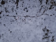 8th Feb 2021 - Strange track in the snow