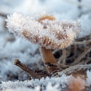 21st Feb 2021 - Frosty Fungi