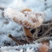 Frosty Fungi by shepherdmanswife