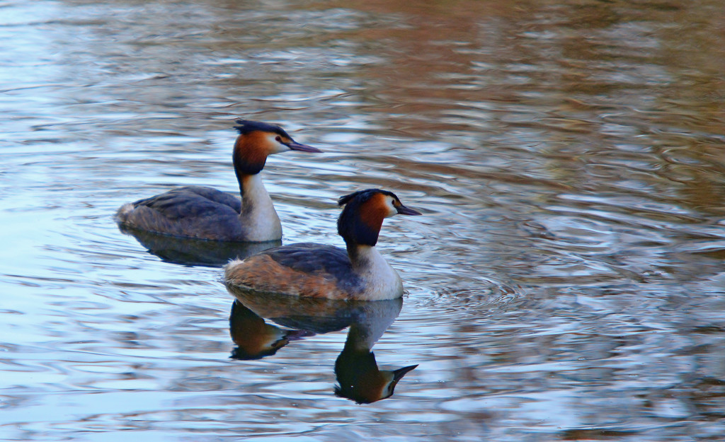 Grebes by iiwi