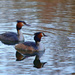 Grebes by iiwi