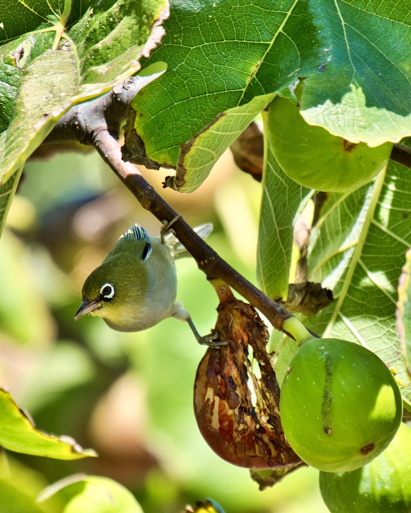 The Birds Wanted Some Figs Too P2210994 by merrelyn