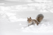 22nd Feb 2021 - Baby Zigs and Zags in Snow