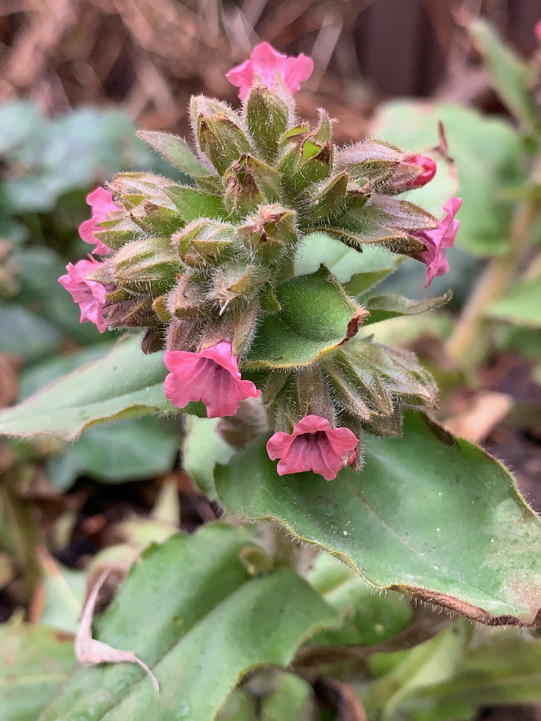 Common Lungwort (pulmonaria) by 365projectmaxine