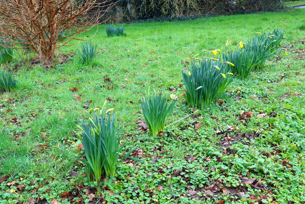 Daffodils In A Line by davemockford
