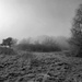 11th Feb Misty Common by valpetersen