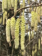 21st Feb 2021 - Signs of Spring