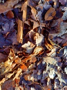 16th Feb 2021 - Feb 16th Oak Leaves