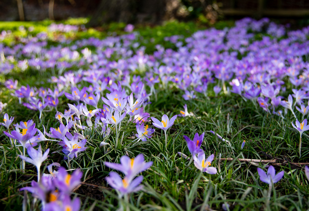 Crocus flowers by peadar